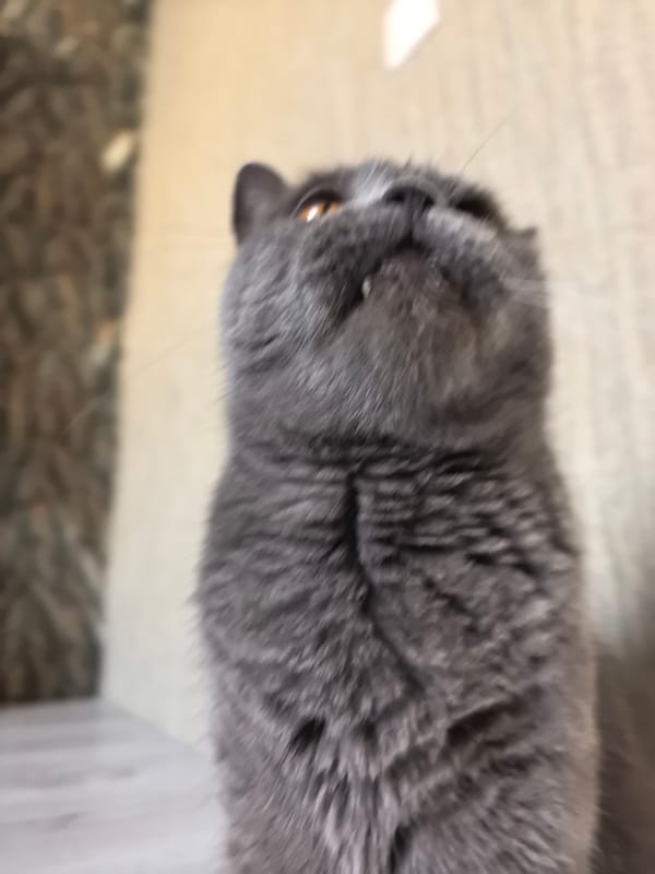 Cat, kid, and a penguin toy — a quiet morning at home