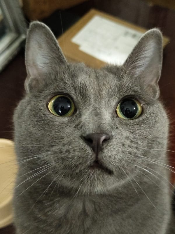 Close-up portraits of several cats, whiskers and all