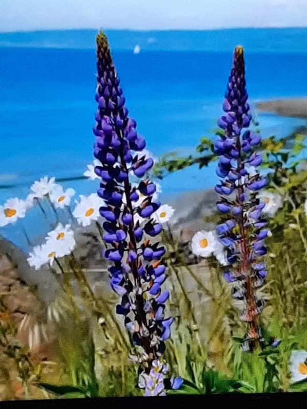 Cherry blossoms and wildlife imagery collected in Sambir, Ukraine