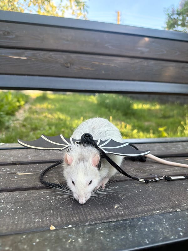 Pet Rat in Bat Wings Walked on Leash in Russian Town