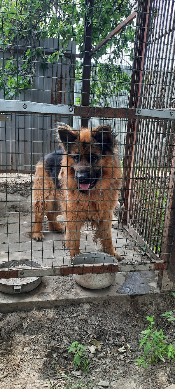 Vehicle service area with pets in Shakhty City District