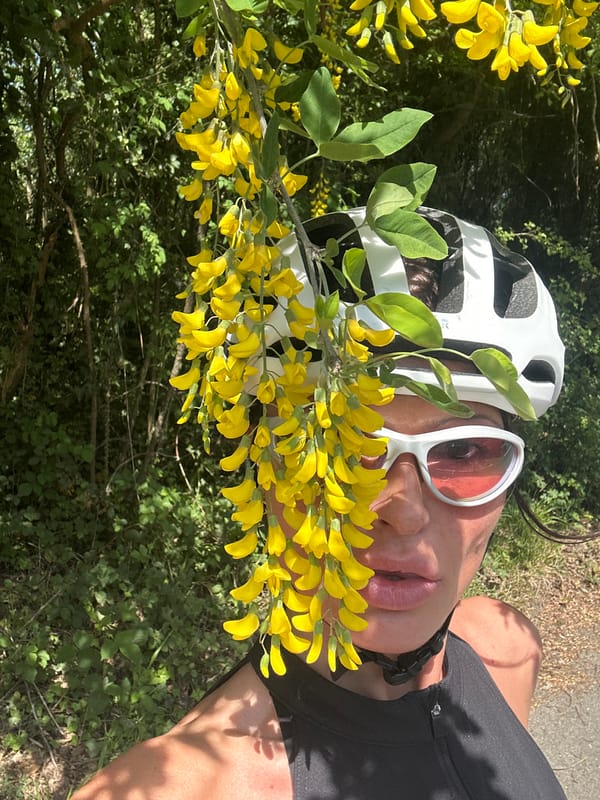 Cyclist poses with yellow flowering branch in Wealden