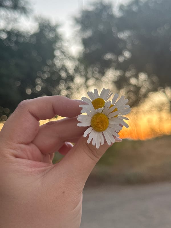 Daisies, dusk light, and roadside scenery at golden hour