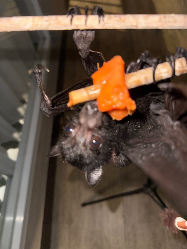 Fruit bats, Balinese streets, and casual Kuta moments