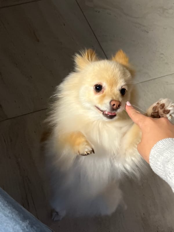 Small dog receives gentle nose touch from human companion