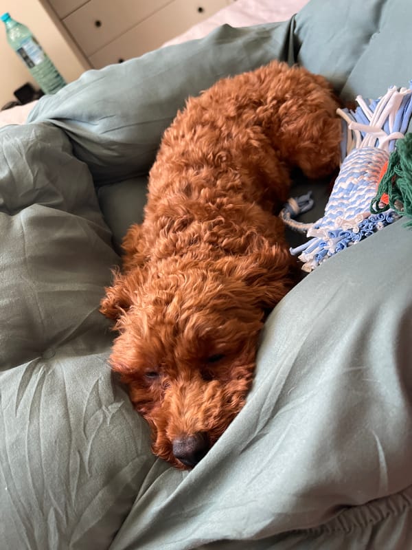 Woman and brown poodle share quiet afternoon moments in Sofia