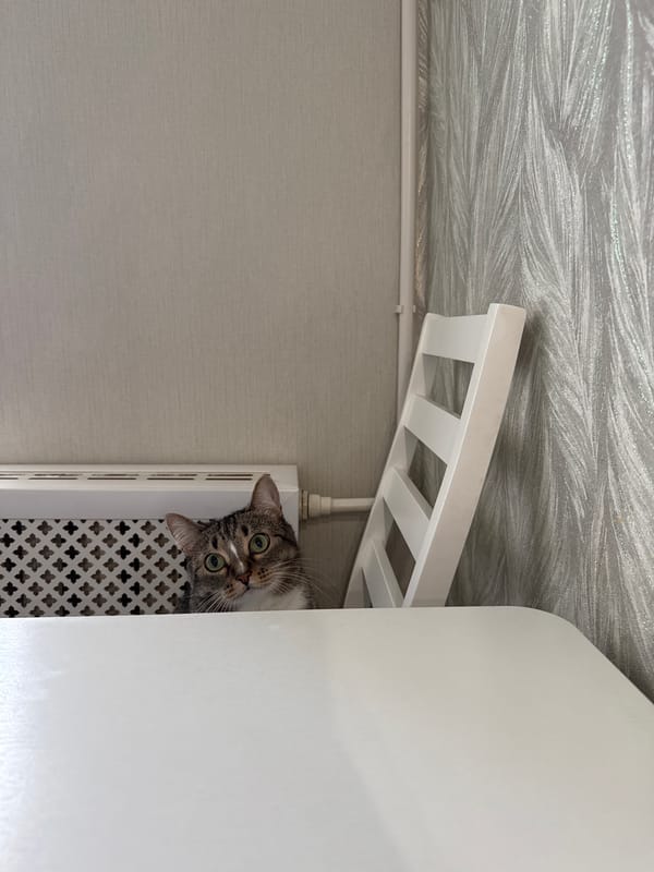 Domestic moments: cat, personal items documented in unknown home