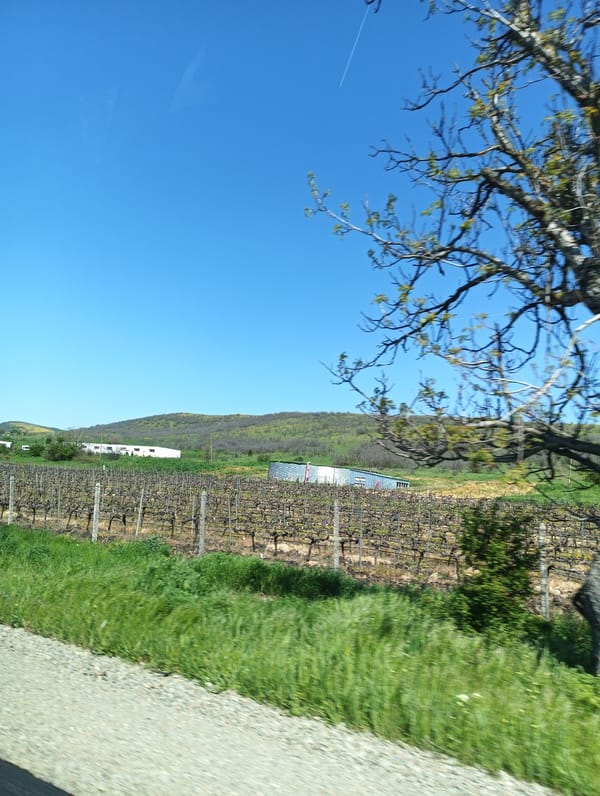 Spring morning scenes documented in Venets, Bulgaria vineyard area