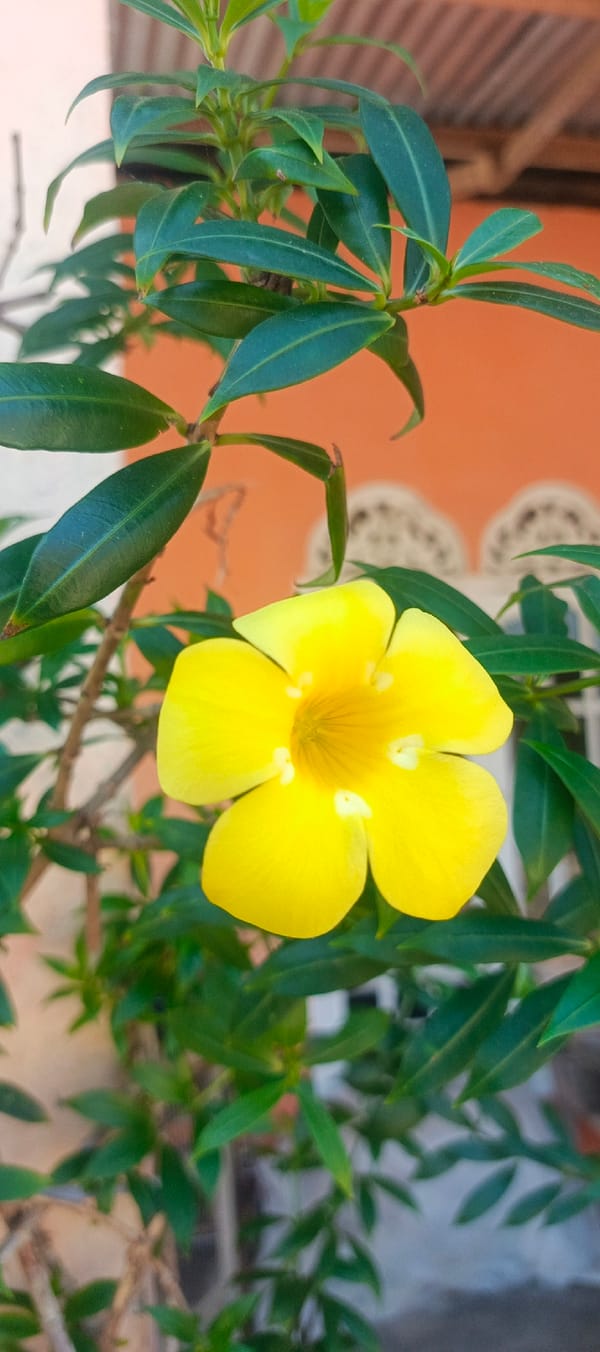 A home garden in rural Indonesia, plant by plant