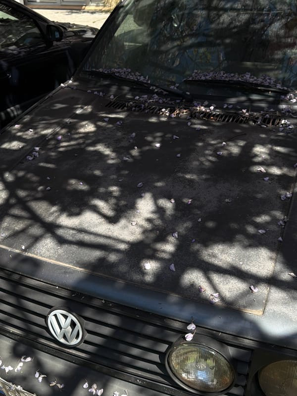 Volkswagen covered in wisteria petals spotted in Budva