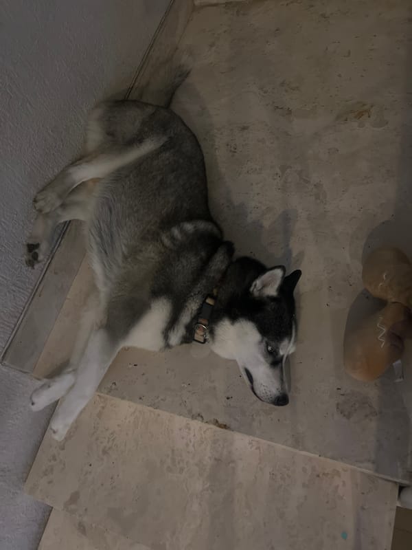 Husky lounges on tiled floor with toy nearby