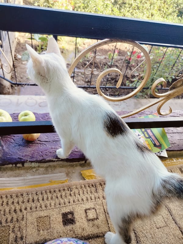 Summer morning life in a Көлкент yard — animals, apples, and garden scenes