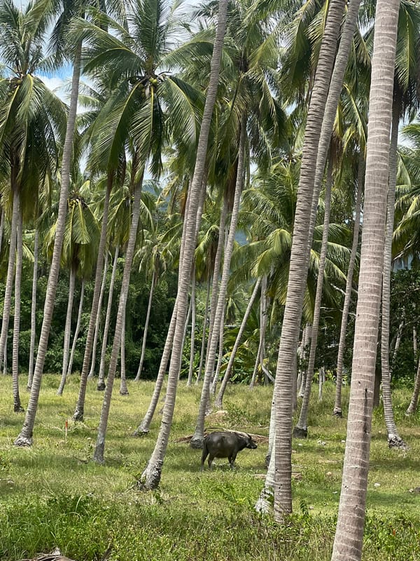 Coconut groves, a parked scooter, and a buffalo on a Thai back road