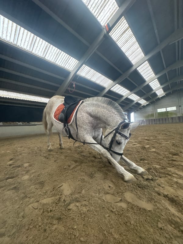 Horse falls in Belgian riding arena, stable activity recorded