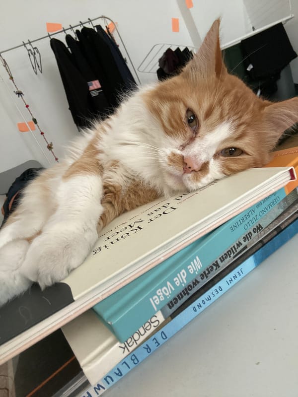 Cat photographed lounging on German book stack