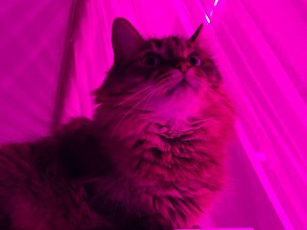 Tabby cat vibes in a glowing RGB home setup