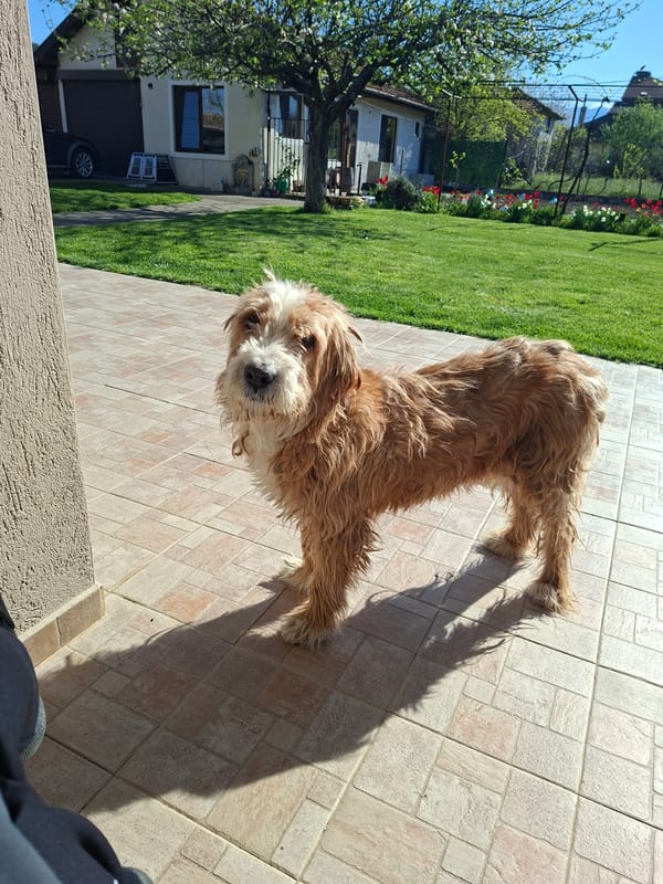 Shaggy tan dog spotted on patio looking at camera