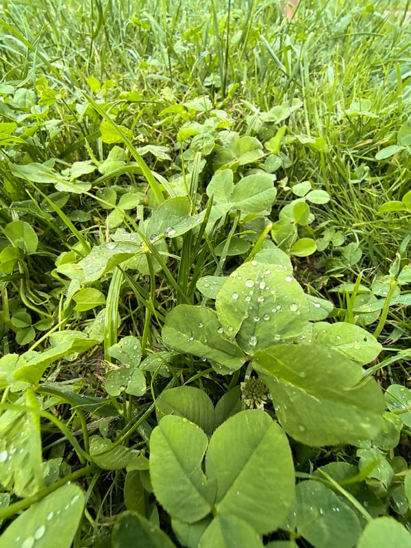 Rainy afternoon backyard: plants, a dog, and a kid exploring