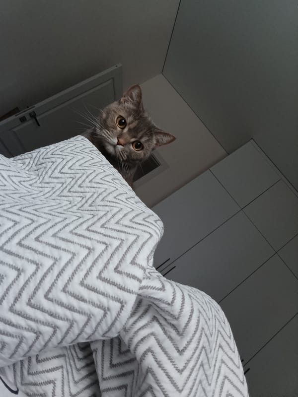Dawn views and domestic cat moments captured in Chaikovsky