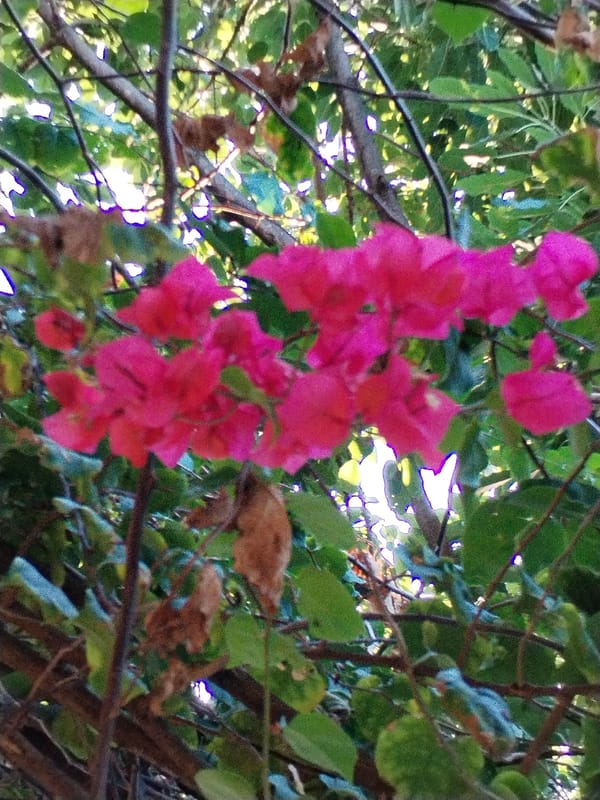 Morning scenes of flowers and street food in Vietnamese ward