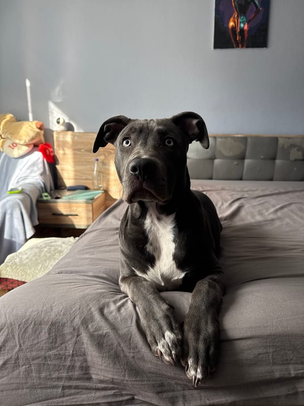 Pit Bull photographed resting on bed in Varna, Bulgaria