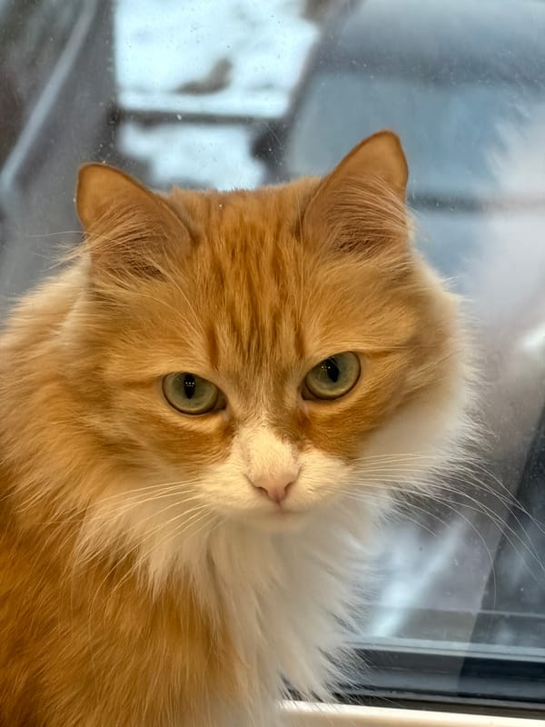Orange cat photographed by window in Krasnoyarsk, Russia