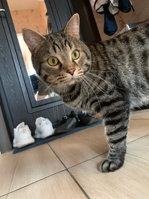 Tabby cat photographed in multiple poses at Stavropol home