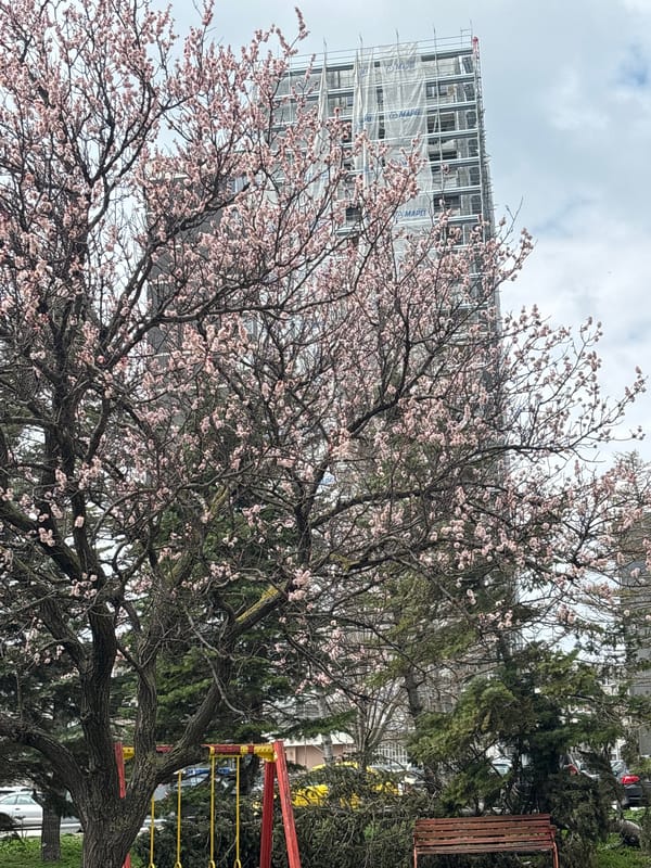 Spring blooms frame construction site in Varna, Bulgaria