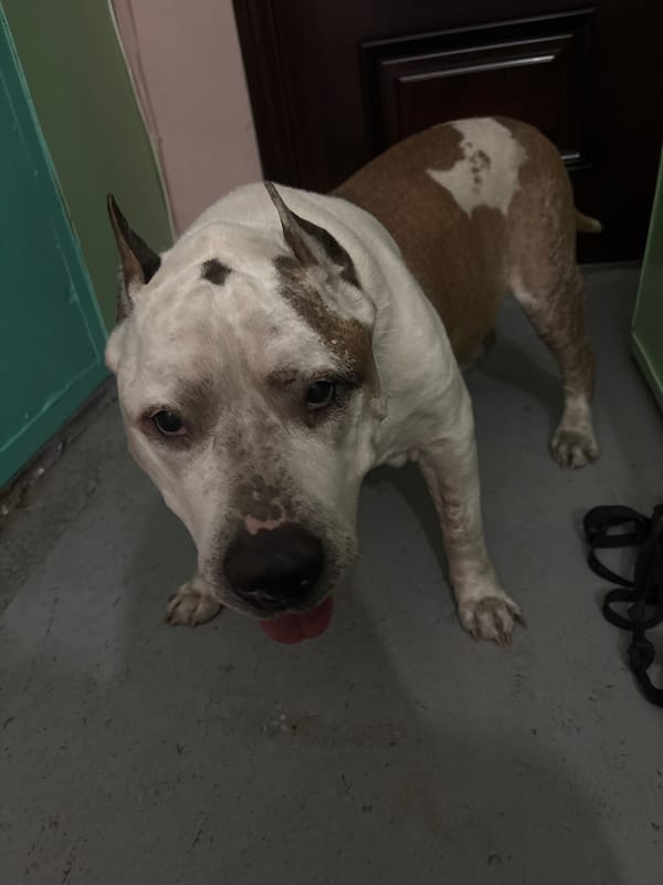 Dogs observed resting indoors during afternoon in Krasnoyarsk