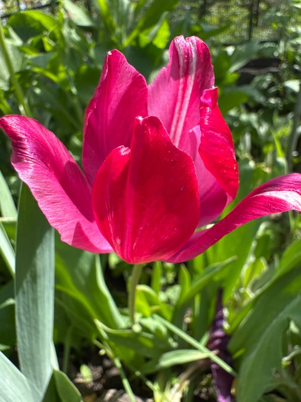 Spring flowers bloom in Lozuvatka gardens, Ukraine