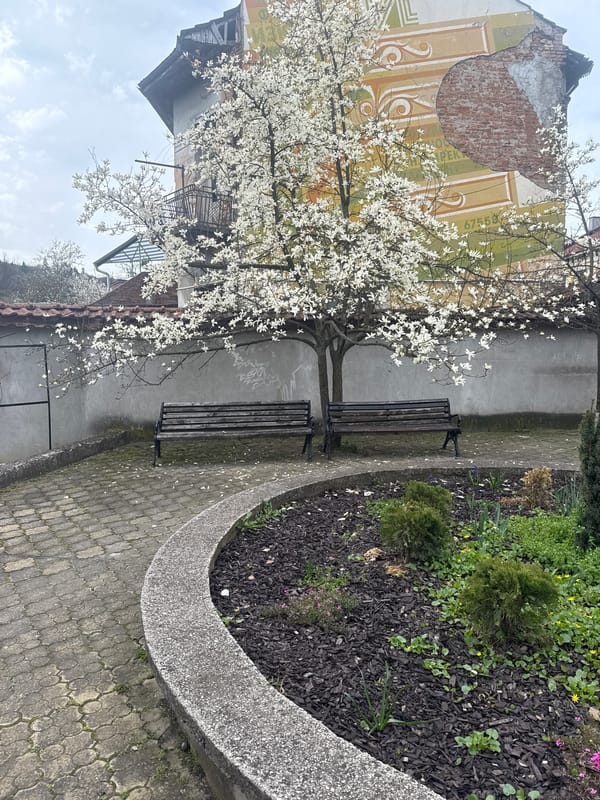 Spring blooms observed in Tryavna park, Bulgaria