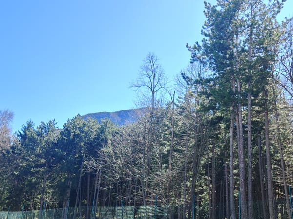 Mixed forest observed behind fence in Vratsa, Bulgaria