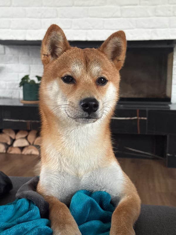 Shiba Inu dog photographed indoors in Carnikava, Latvia
