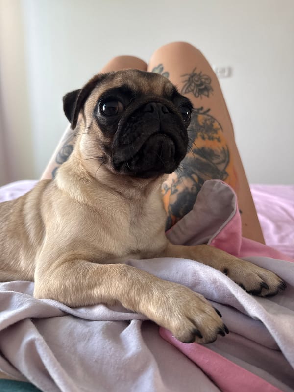 Lazy morning at home: puppy, tattoos, and breakfast toast
