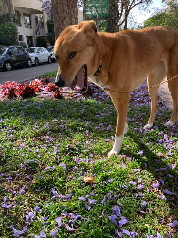 Dog walks among Jacaranda blossoms in blooming Tel-Aviv