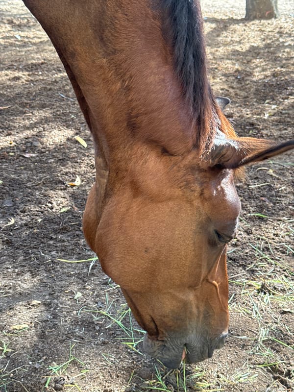 Morning routines at a Bali horse facility