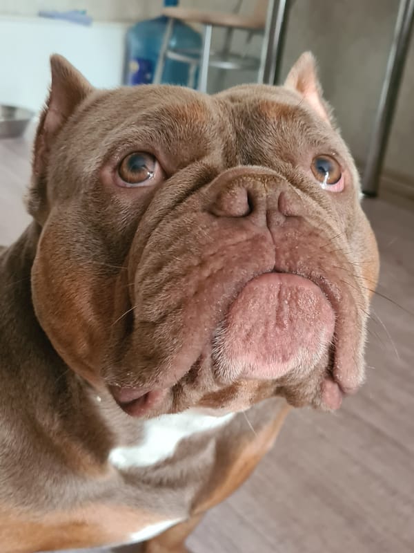 Multiple angles on a wrinkly, expressive dog's face