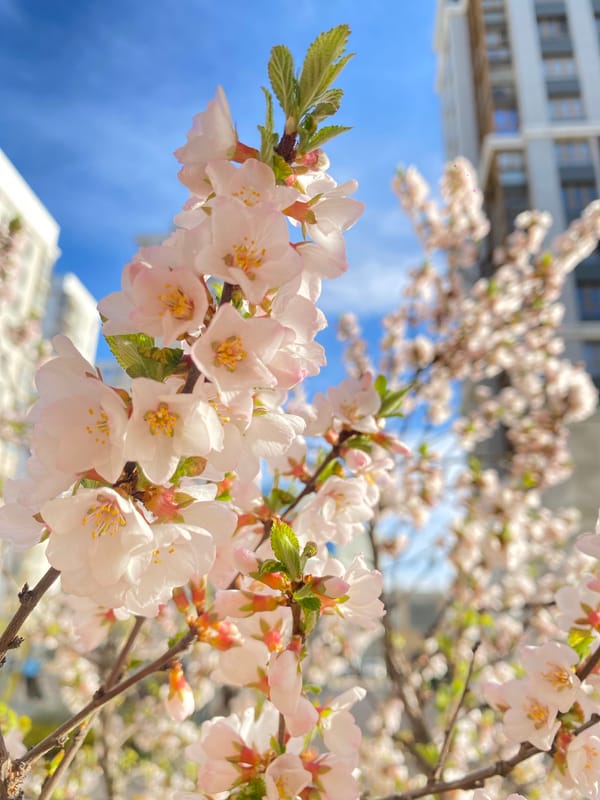 Cherry blossoms bloom in Moscow spring afternoon