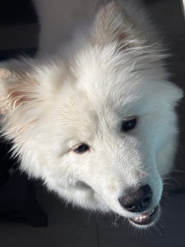 Pets photographed in morning portrait session in Chaikovsky