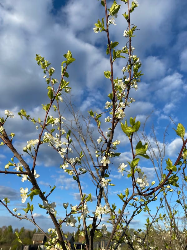Spring afternoon memories captured in rural Markovo, Russia