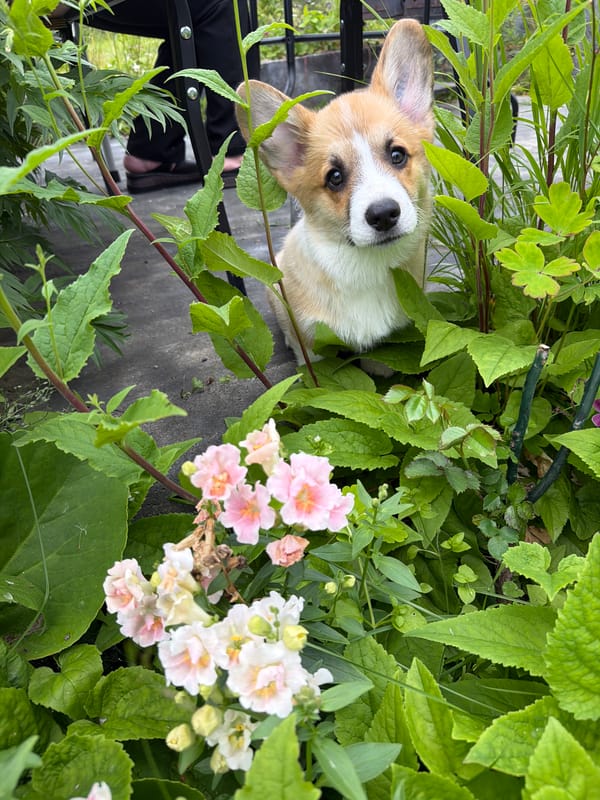 Garden flowers and a curious Corgi on a summer morning