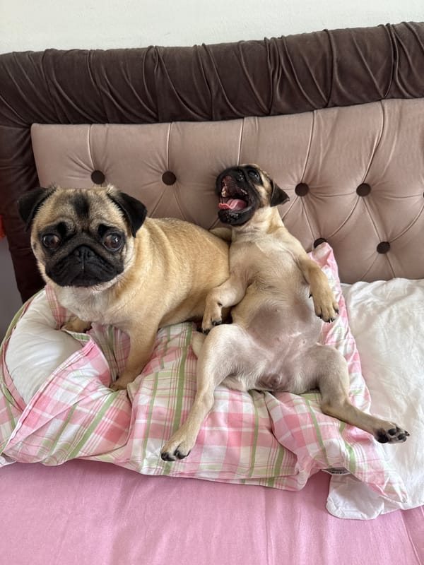Two pugs doing absolutely nothing on a bed