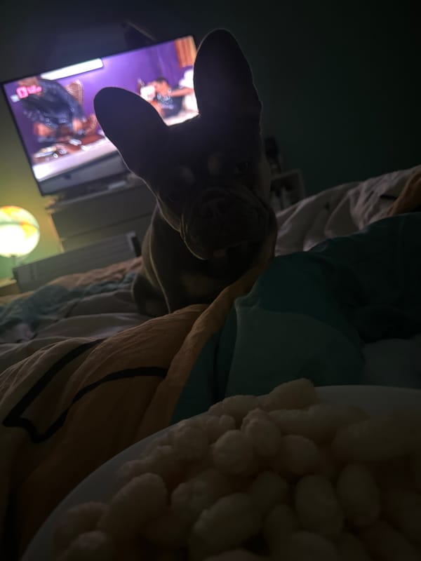 Evening indoor moments with man and French Bulldog documented