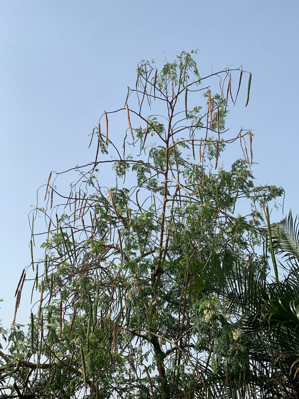 Quiet moments captured in Ikorodu: trees, dog, everyday life
