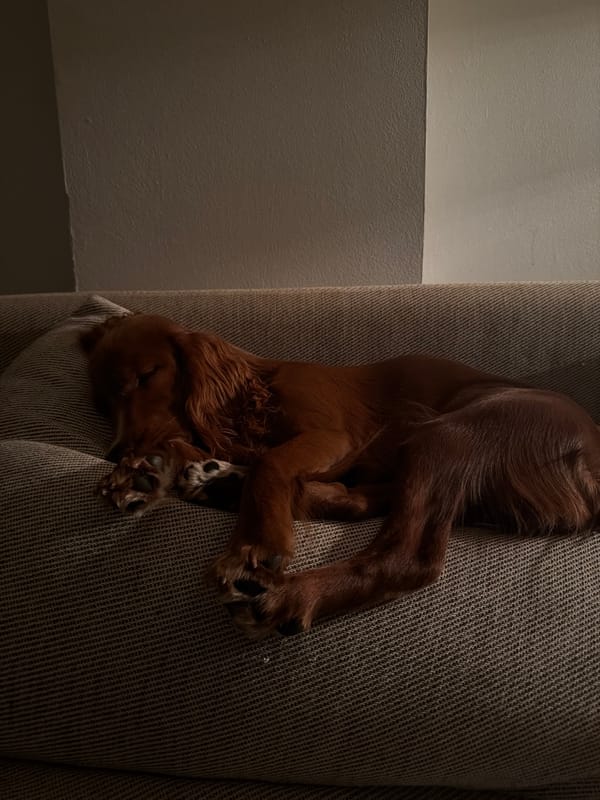 Irish Setter naps on a grey couch in dim Chang Phueak room