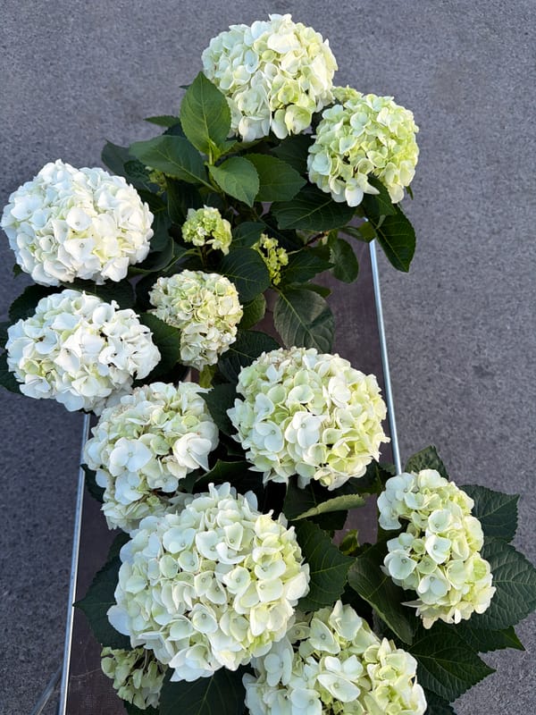 White hydrangea flowers photographed in container in Luxembourg