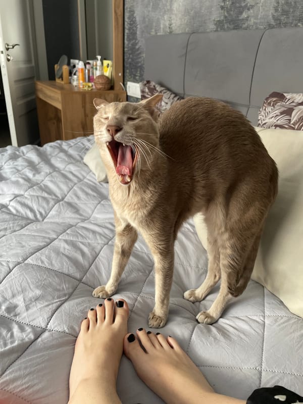 Cat caught mid-yawn on a gray quilted bed