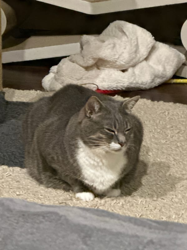 Tabby cat's lazy afternoon at home on beige rug