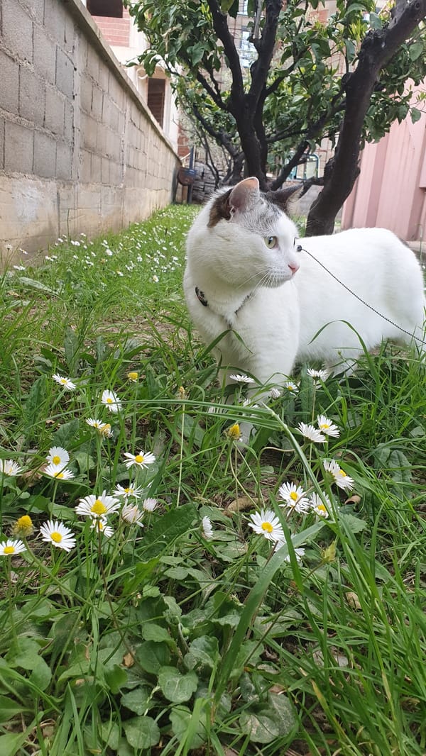 Leashed cat spotted resting in garden patch in Bar