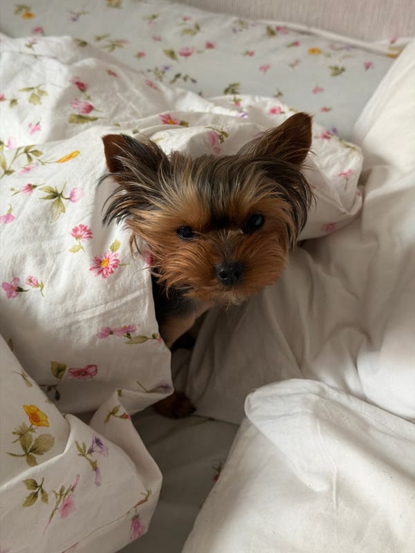 Yorkshire Terrier rests in floral bedsheets in Krasnoyarsk